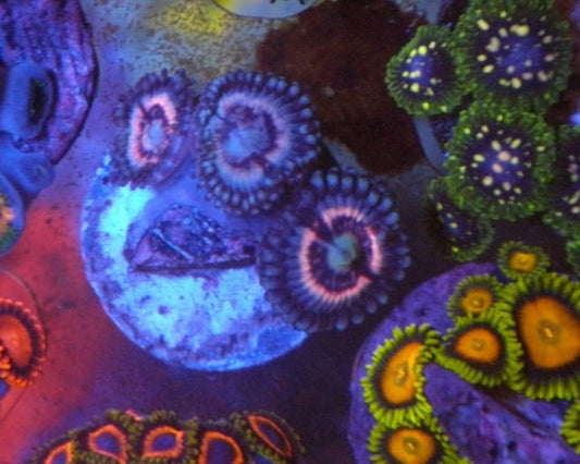 Jason Fox Pink Constellation Zoanthids Coral Reef Saltwater Aquarium - Reef Gardener