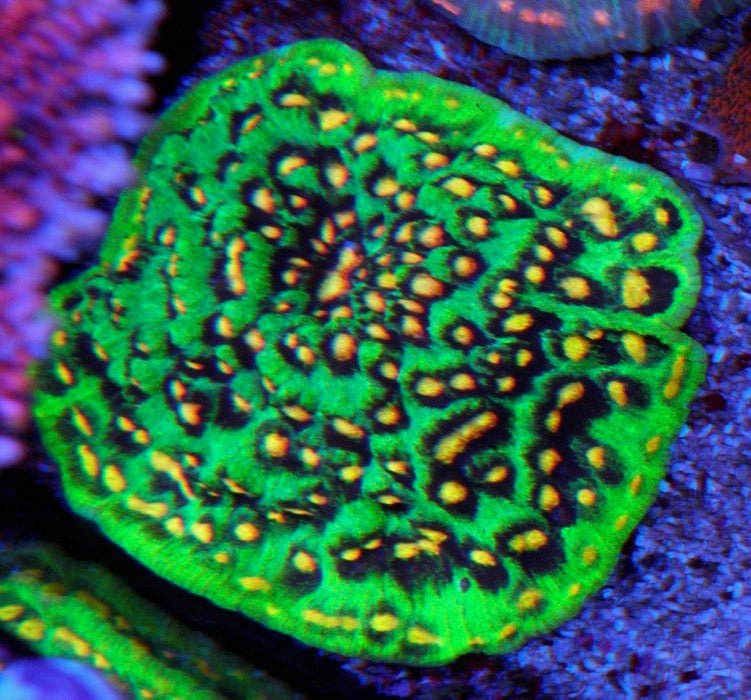 Jason Fox Raja Rampage Chalice Coral Reef Aquarium Fish Tank LPS - Reef Gardener