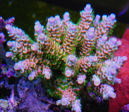 JF Homewrecker Acropora tenuis SPS - Reef Gardener