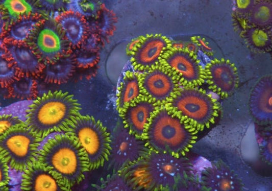 Kaleidoscope Zoanthids Coral Reef Aquarium Marine Fish 3 - Reef Gardener