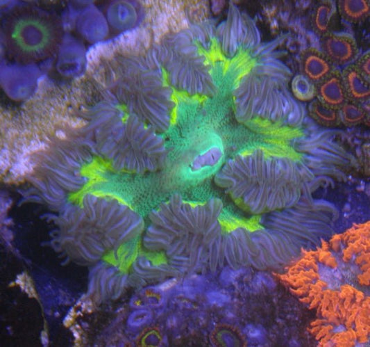 Key Lime Green Flower Rock Anemone Coral Reef Build Your Own Pack - Reef Gardener