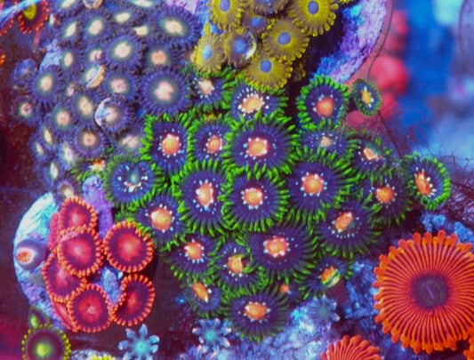 Large Daisy Cutter Stargazer Zoanthids Beginner Coral Reef Aquarium - Reef Gardener