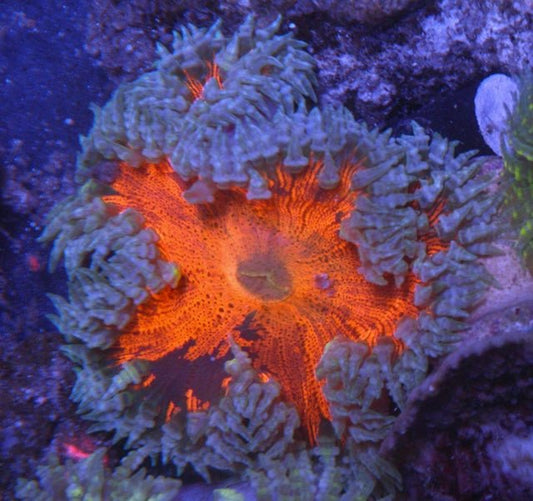 Lava Tye Dye Flower Anemone Coral Reef Aquarium Fish Tank - Reef Gardener