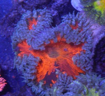 Lava Tye Dye Flower Anemone Coral Reef Aquarium Fish Tank - Reef Gardener