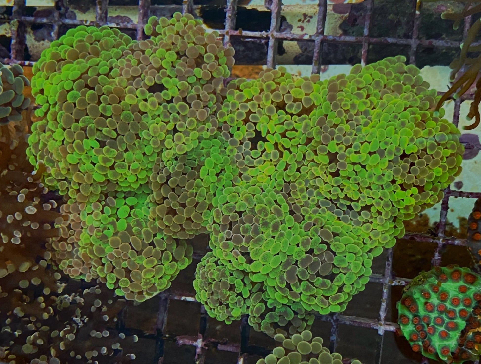 Lemon Lime Splatter Hammer Coral Reef Aquarium Euphyllia - Reef Gardener