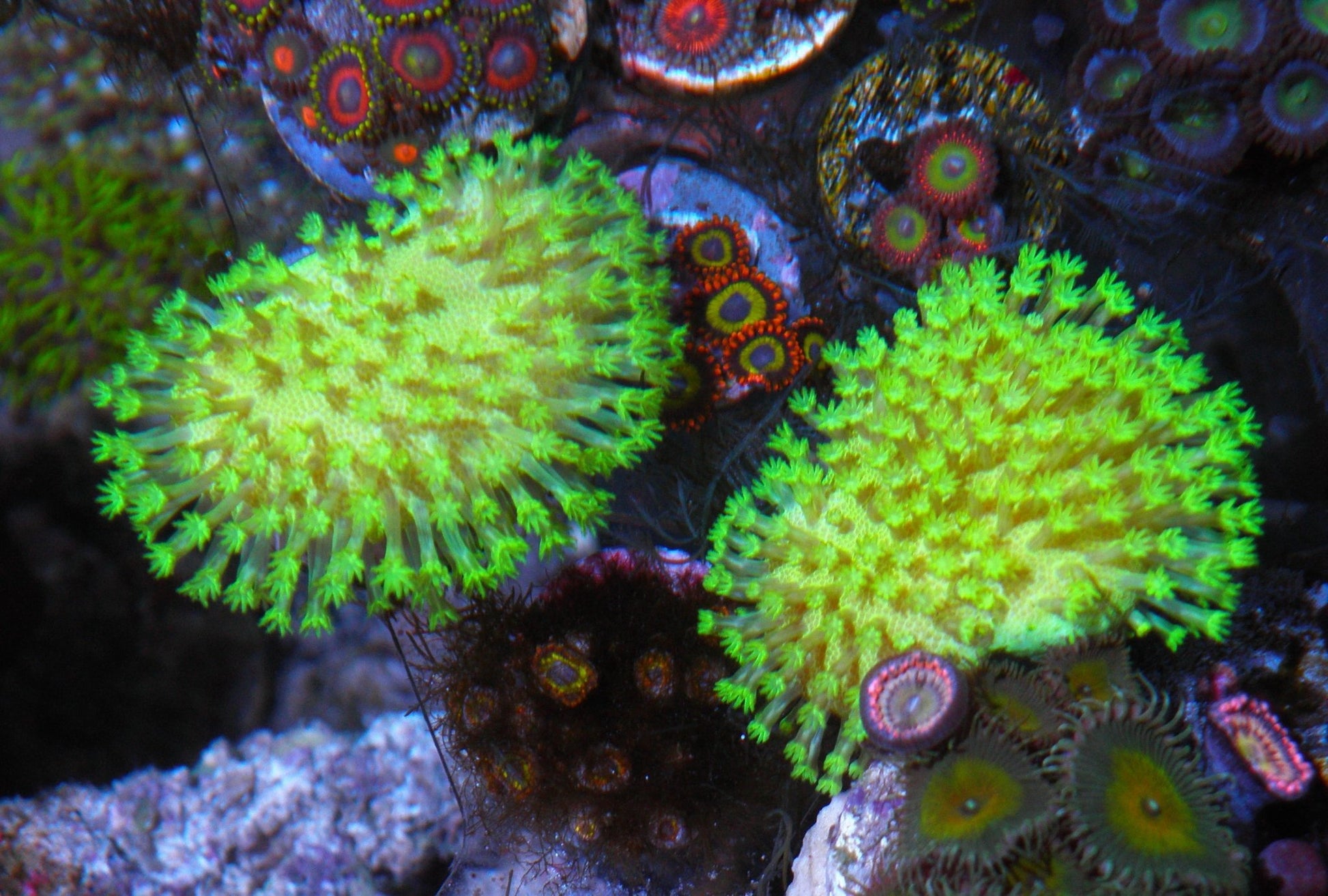 Lemon Lime Toadstool Sarcophyton Leather Coral Reef Aquarium - Reef Gardener