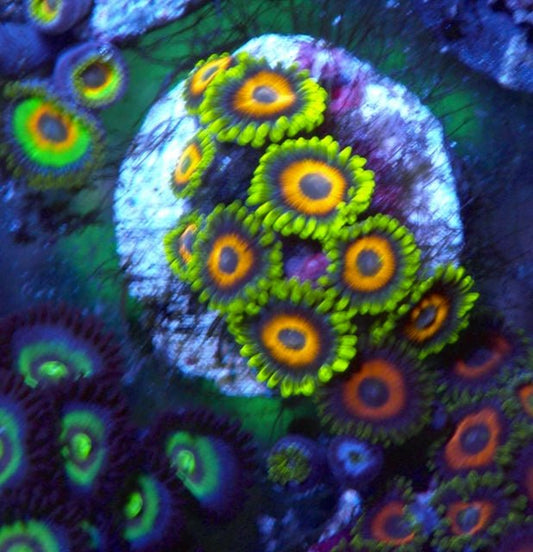 Long Lash Eagle Eye Zoanthids Saltwater Coral Reef Aquarium - Reef Gardener