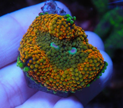 Mandarin Dream ricordea coral reef aquarium - Reef Gardener