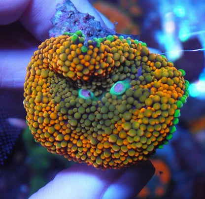 Mandarin Dream ricordea coral reef aquarium - Reef Gardener