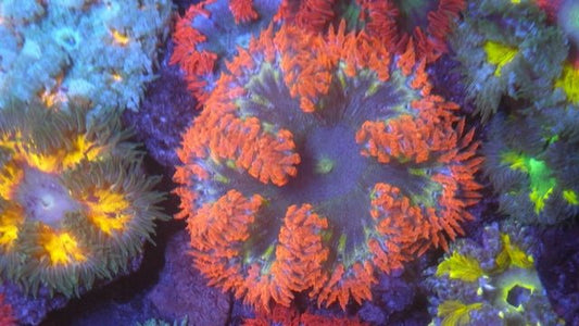 Marigold Highlighter Flower Rock Anemone Build Your Own Pack Reef Aquarium - Reef Gardener