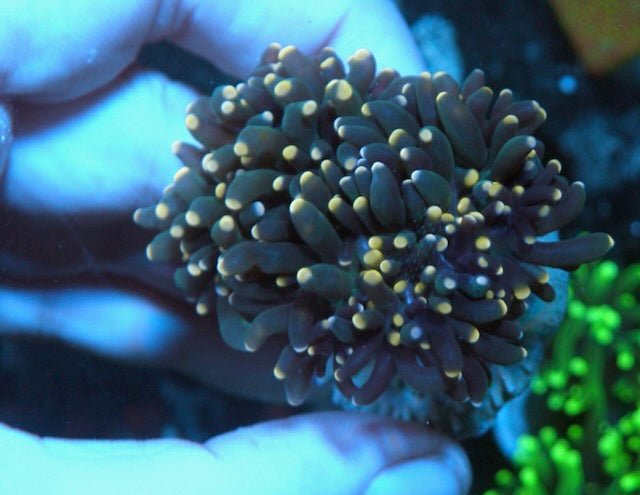 Midnight Orange Torch Coral LPS Coral Reef Aquarium Saltwater - Reef Gardener