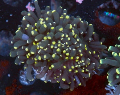 Midnight Orange Torch Coral LPS Coral Reef Aquarium Saltwater - Reef Gardener