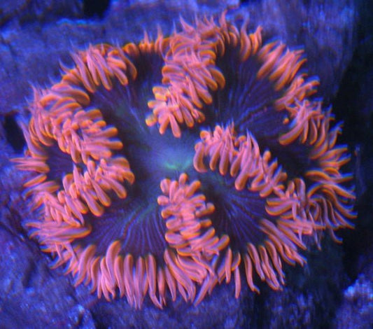 Midnight Sun Pinstripes Flower Rock Anemone Pink Orange Build Your Own Pack - Reef Gardener