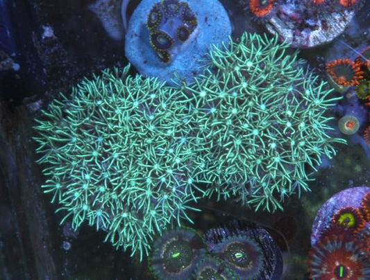 Mint Green Star Polyps Zoanthids Coral Reef Aquarium Saltwater - Reef Gardener