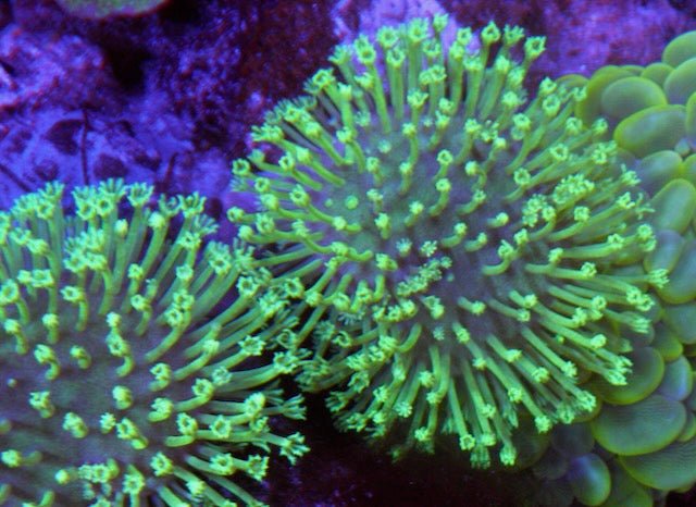 Mint Green Weeping Willow Leather Coral Reef Aquarium - Reef Gardener