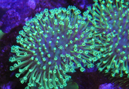 Mint Green Weeping Willow Leather Coral Reef Aquarium - Reef Gardener