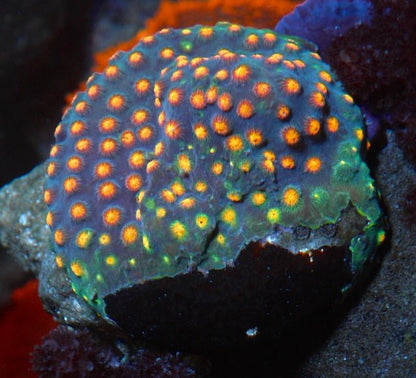 Monet Madness Rainbow Cyphastrea SPS Coral Reef Saltwater Aquarium - Reef Gardener