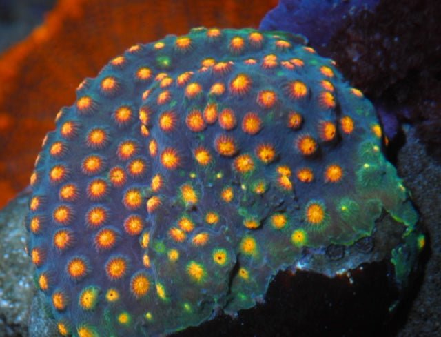 Monet Madness Rainbow Cyphastrea SPS Coral Reef Saltwater Aquarium - Reef Gardener