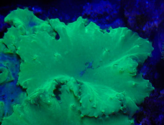 Neon Green Cabbage Leather Coral Reef Aquarium Beginner 2 - Reef Gardener