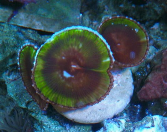 Neon Green Palythoa Grandis Cinnamon Polyps Coral Reef Aquarium - Reef Gardener