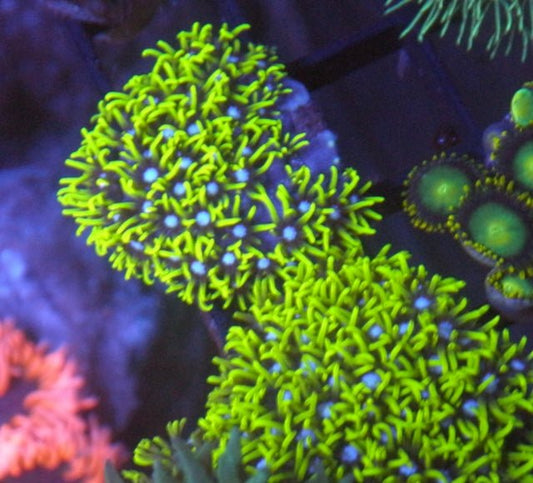 Neon Green Star Polyps Zoanthid Coral Reef Aquarium - Reef Gardener