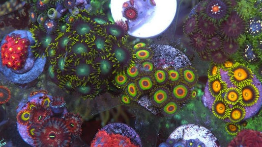 Neon Rastafarian Zoanthids Palythoa Coral Reef Aquarium Beginner Saltwater 4 - Reef Gardener