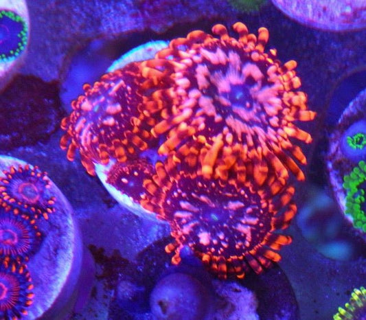 Neon Utter Chaos WWC Zoanthids Coral Reef Aquarium - Reef Gardener