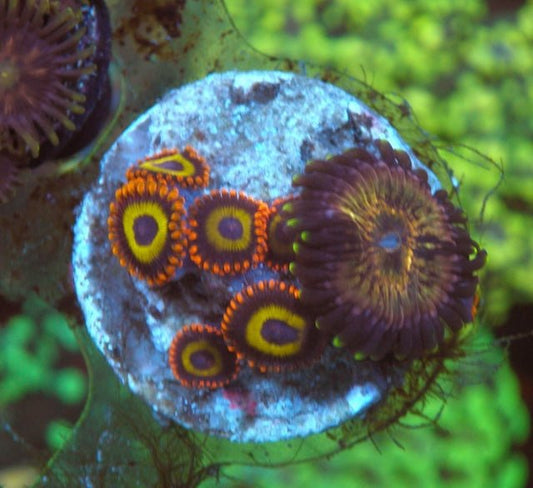Nirvana and Fruit Loop Zoanthids Coral Saltwater Reef Aquarium - Reef Gardener