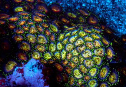 Nirvana Fruit Loop Red Twizzler Zoanthids Coral Reef Aquarium Marine Fish - Reef Gardener