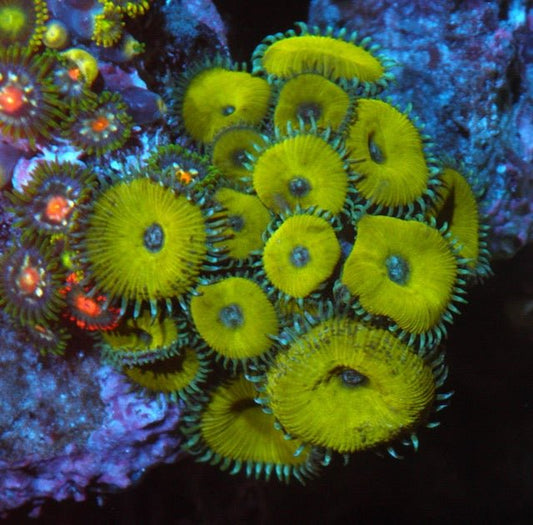 Nuclear Green Palythoa Zoanthids Big Coral Reef Beginner Softy - Reef Gardener