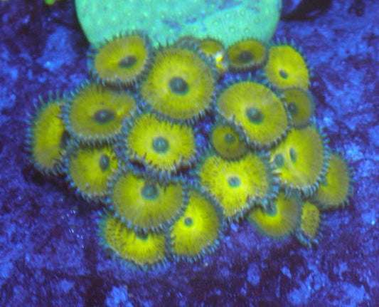 Nuclear Green Palythoa Zoanthids Big Coral Reef Beginner Softy - Reef Gardener