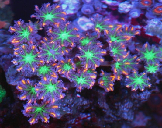 Orange Firework Clove Polyps Zoanthids Coral Reef Aquarium Saltwater - Reef Gardener