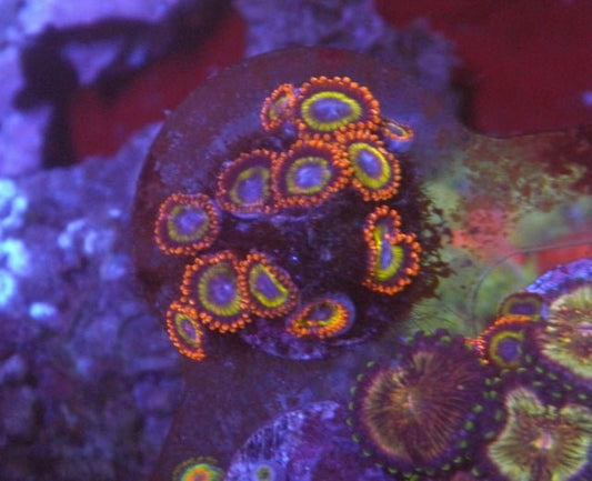 Orange Fruit Loop Zoanthids Coral Nano Reef Saltwater Aquarium - Reef Gardener