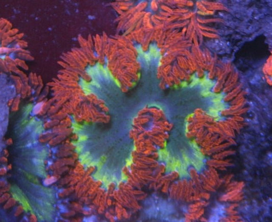 Orange Glow Flower Rock Anemone Coral Reef Aquarium Make Your Own Pack - Reef Gardener
