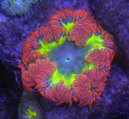 Orange Highlighter Flower Rock Anemone Saltwater Aquarium Nano Reef - Reef Gardener