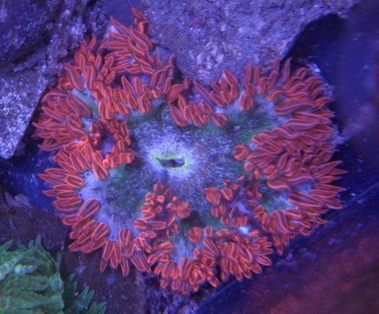Orange Mint Flower Rock Anemone Build Your Own Pack Reef Aquarium - Reef Gardener
