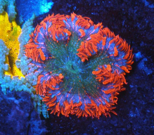 Orange Ruby Cream Flower Rock Anemone Coral Reef Aquarium - Reef Gardener