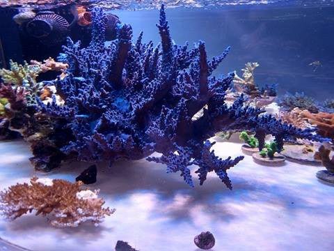 Oregon Blue Acropora Tortuosa Coral Reef Aquarium Saltwater 2 - Reef Gardener