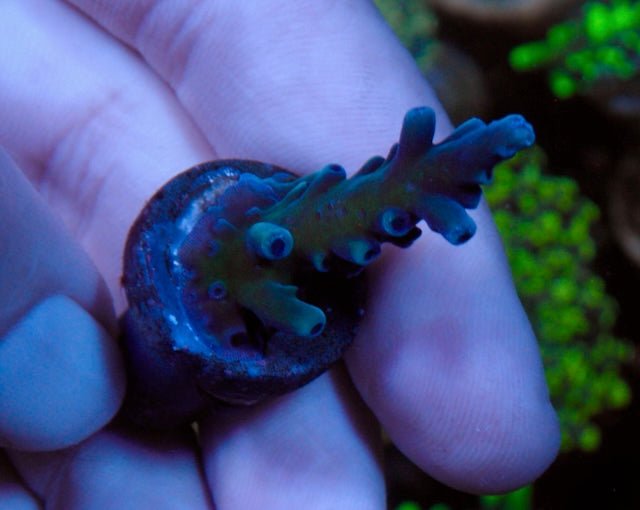 Oregon Blue Acropora Tortuosa Reef Saltwater Aquarium SPS - Reef Gardener