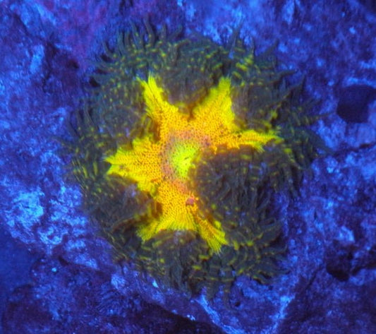 Pina Colada Rainbow Flower Rock Anemone Reef Aquarium Saltwater - Reef Gardener