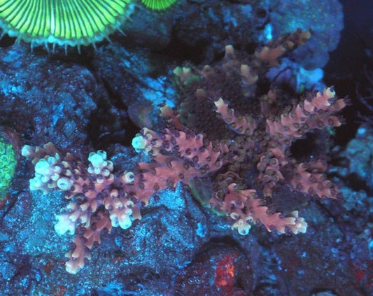 Pink Cadillac Acropora Saltwater Coral Reef Aquarium Colony - Reef Gardener