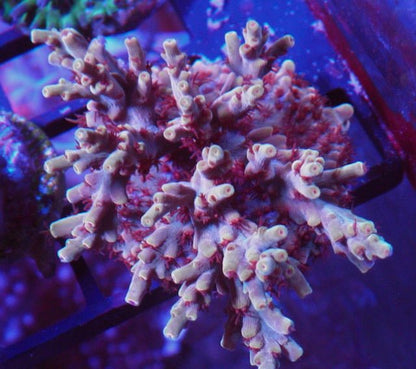Pink Lemonade Acropora SPS Coral Reef Aquarium Fish Tank - Reef Gardener