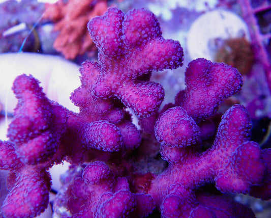 Pink Magenta Stylophora SPS Beginner Coral Reef - Reef Gardener