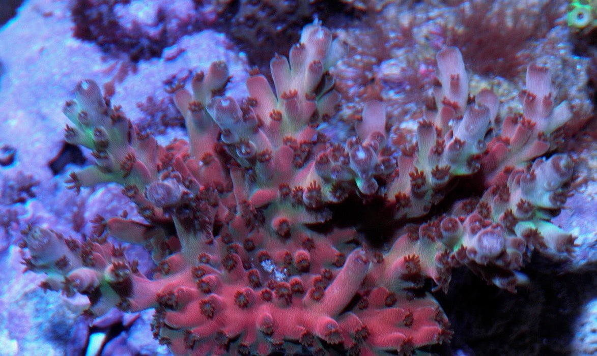 Pink Ruby Solana Jawdropper Acropora Sps Reef Saltwater Aquarium Colony - Reef Gardener