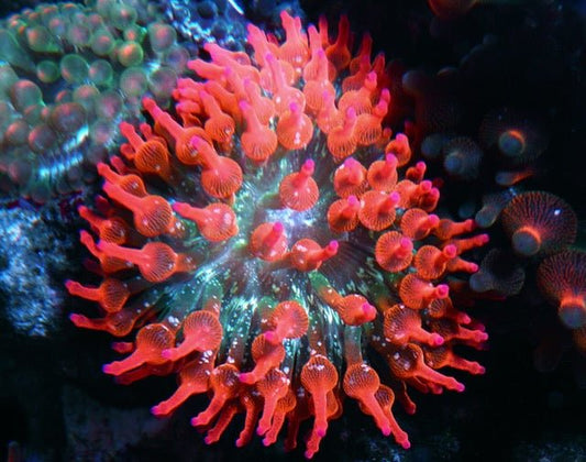 Pink Tips Red Green Rainbow Bubble Tip Anemones BTA Coral Reef Aquarium - Reef Gardener