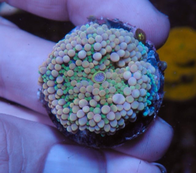 Plum Pink Ricordea Yuma Mushroom Coral Reef Aquarium - Reef Gardener