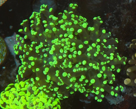 Radioactive Frogspawn Euphyllia Coral Reef Saltwater Aquarium - Reef Gardener