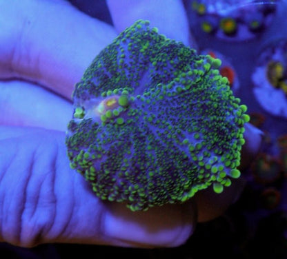 Radioactive Hulk Yuma Tank-raised Coral Reef Saltwater Aquarium - Reef Gardener