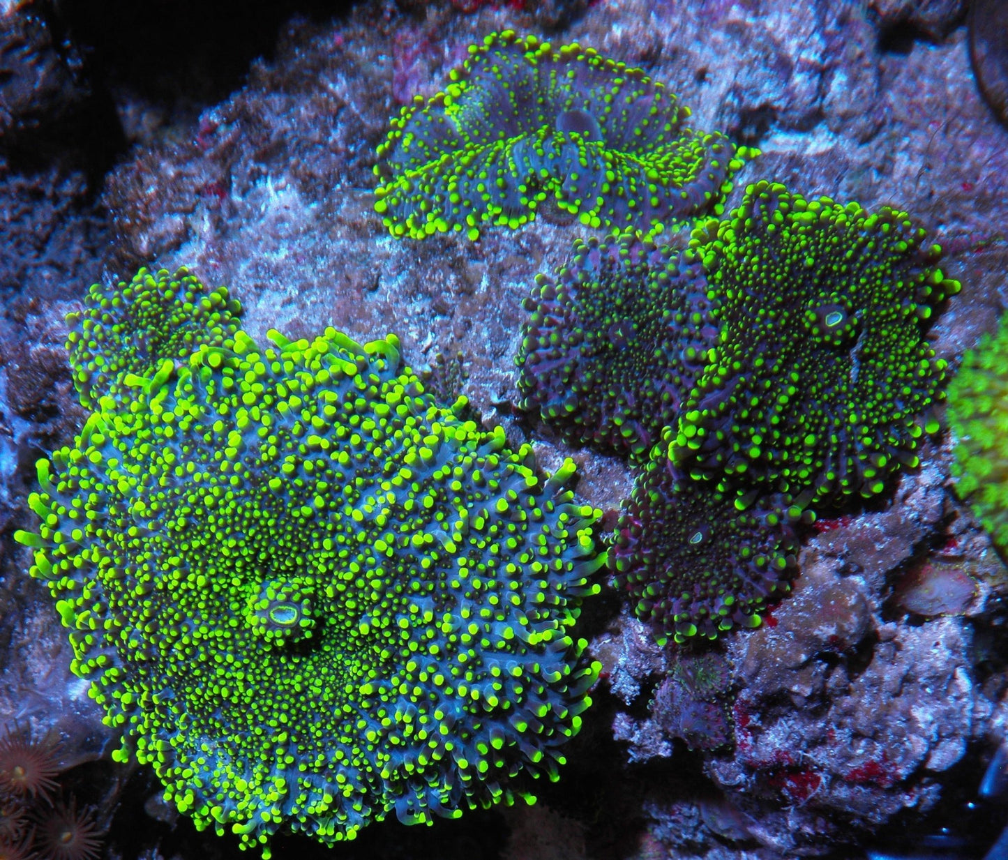 Radioactive Hulk Yuma Tank-raised Coral Reef Saltwater Aquarium - Reef Gardener