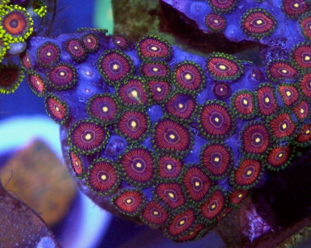 Rare Space Queen Zoanthids Aquarium Fish Tank Coral Reef Aquarium - Reef Gardener